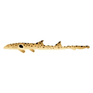 Epaulette Shark